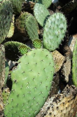 Opuntia_streptacantha